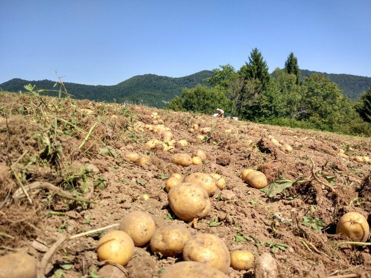 הוילה צרקניצה Tourist Farm Strle With Great Local Food מראה חיצוני תמונה